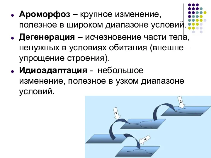 Ароморфоз – крупное изменение, полезное в широком диапазоне условий. Дегенерация