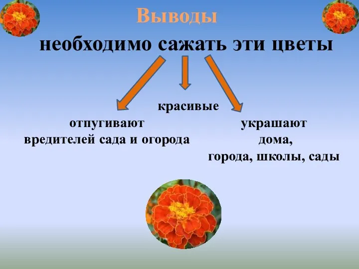 Выводы необходимо сажать эти цветы отпугивают вредителей сада и огорода красивые украшают дома, города, школы, сады