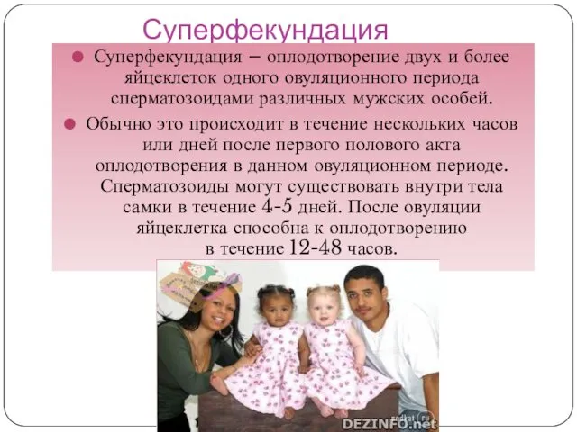 Суперфекундация Суперфекундация – оплодотворение двух и более яйцеклеток одного овуляционного