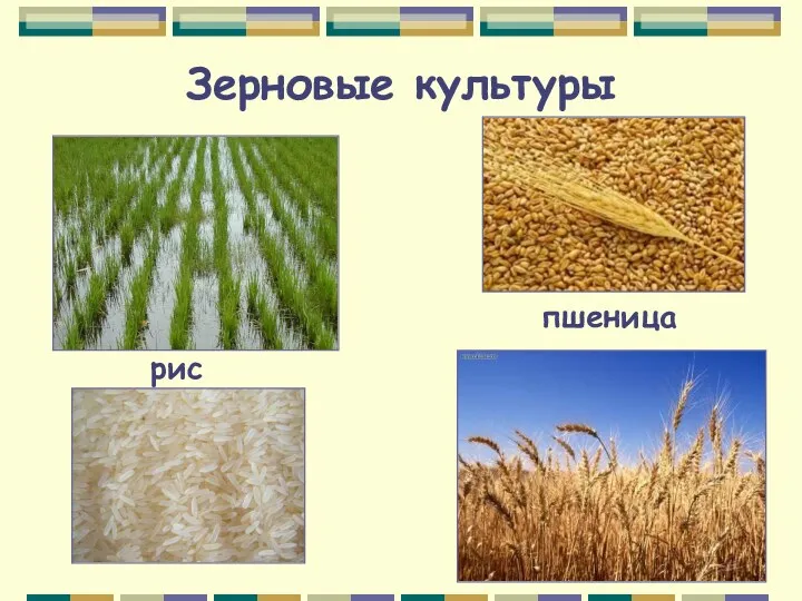 Зерновые культуры рис пшеница