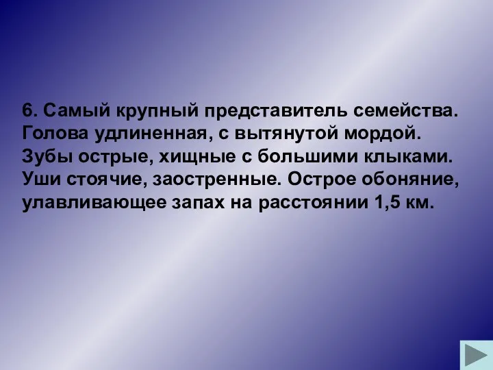 6. Самый крупный представитель семейства. Голова удлиненная, с вытянутой мордой.