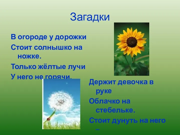 Загадки В огороде у дорожки Стоит солнышко на ножке. Только