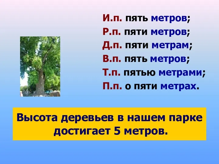 Высота деревьев в нашем парке достигает 5 метров. И.п. пять