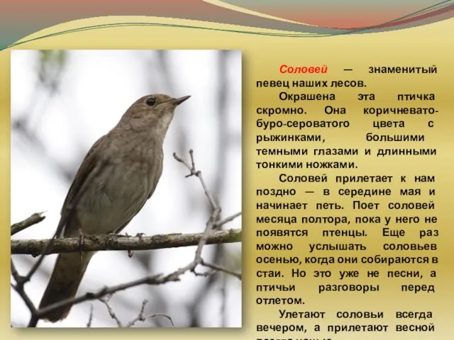 Соловей — знаменитый певец наших лесов. Окрашена эта птичка скромно.