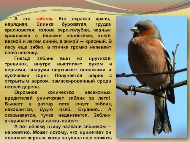 А это зяблик. Его окраска яркая, нарядная. Спинка буроватая, грудка