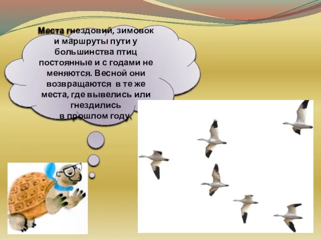 Места гнездовий, зимовок и маршруты пути у большинства птиц постоянные