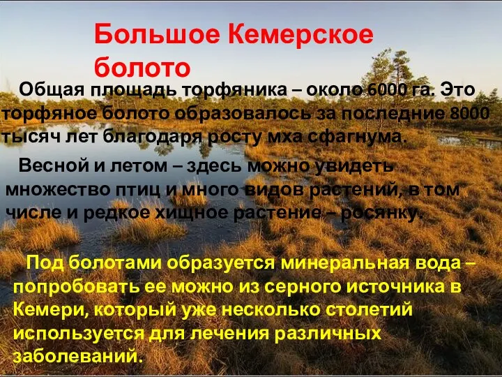 Большое Кемерское болото Общая площадь торфяника – около 6000 га.