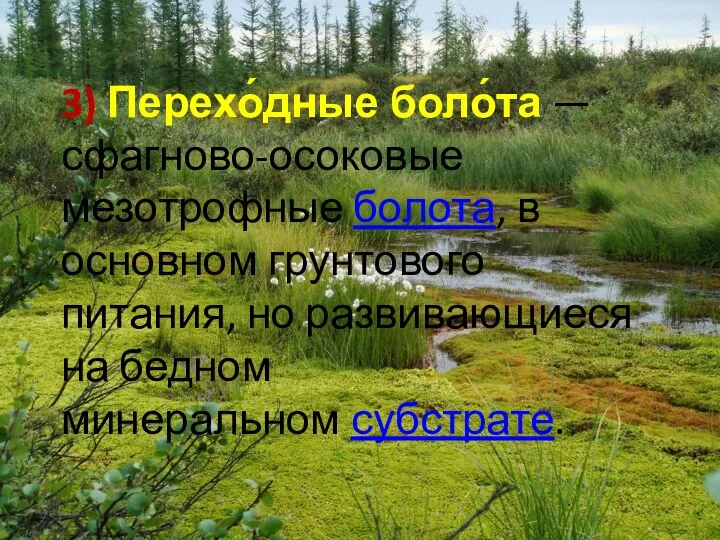 3) Перехо́дные боло́та — сфагново-осоковые мезотрофные болота, в основном грунтового питания, но развивающиеся
