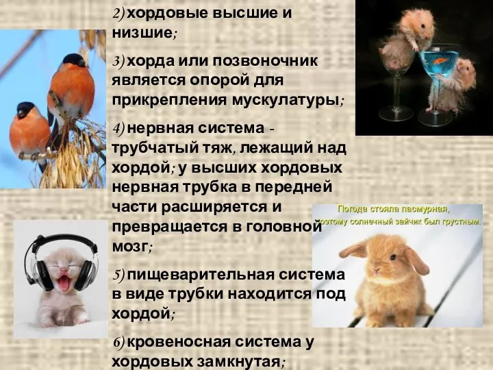 2) хордовые высшие и низшие; 3) хорда или позвоночник является