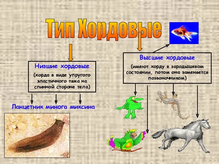 Тип Хордовые Низшие хордовые (хорда в виде упругого эластичного тяжа