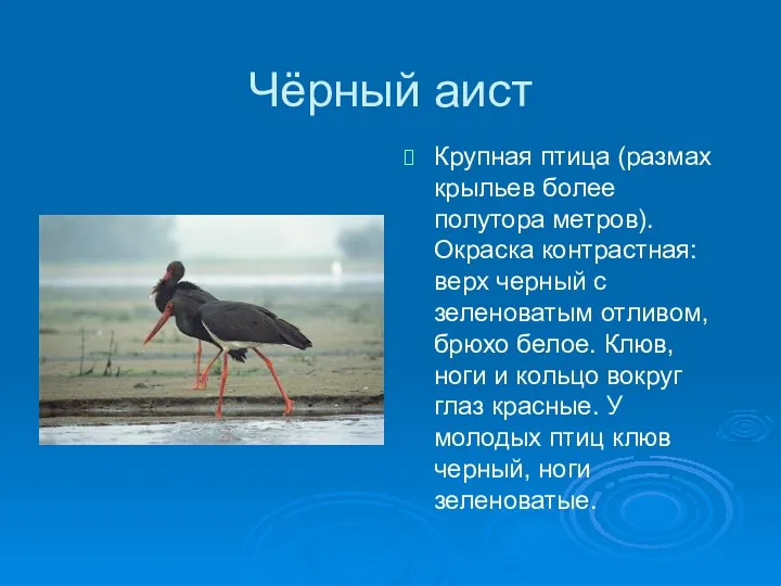 Чёрный аист Крупная птица (размах крыльев более полутора метров). Окраска контрастная: верх черный