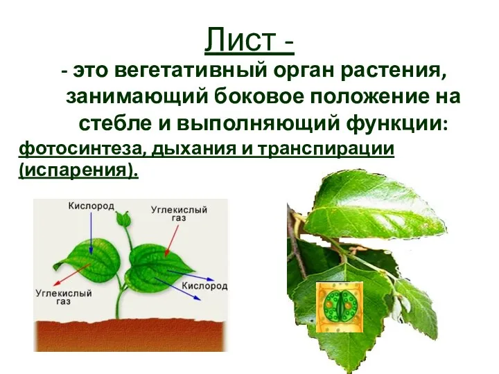 Лист - - это вегетативный орган растения, занимающий боковое положение на стебле и