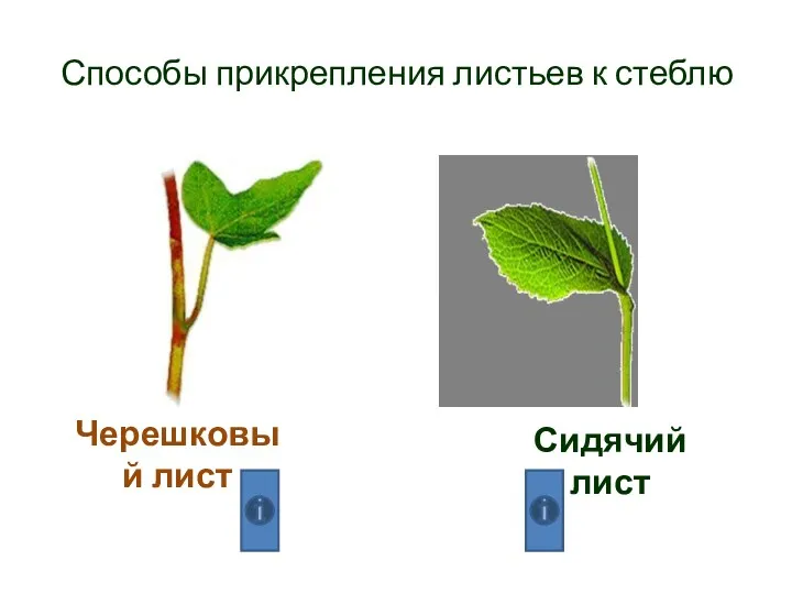 Черешковый лист Сидячий лист Способы прикрепления листьев к стеблю