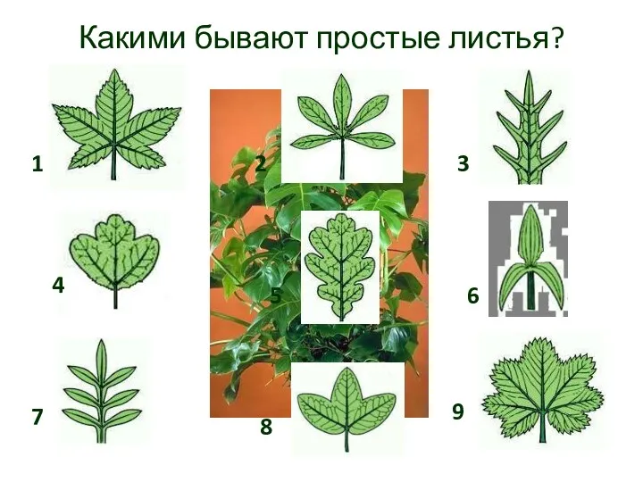 Какими бывают простые листья? 2 1 4 3 6 5 8 7 9