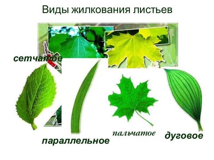 Виды жилкования листьев параллельное дуговое сетчатое пальчатое