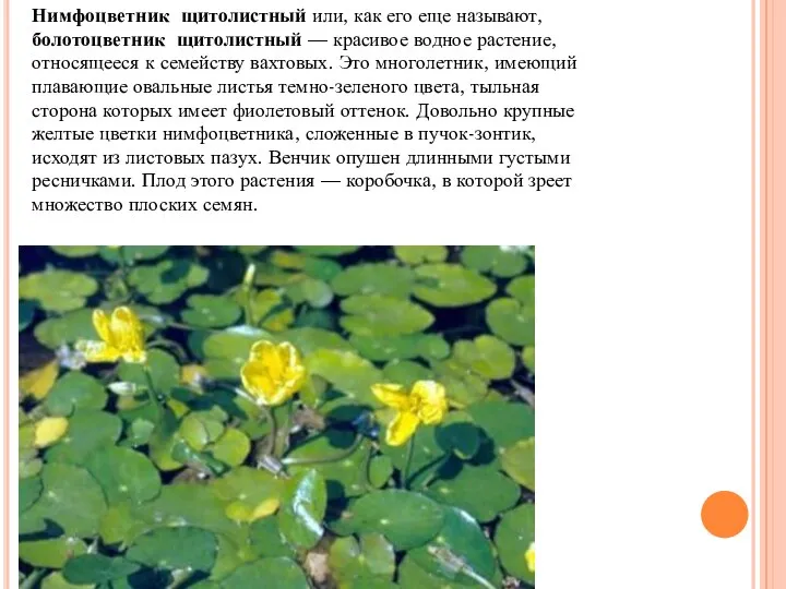 Нимфоцветник щитолистный или, как его еще называют, болотоцветник щитолистный — красивое водное растение,