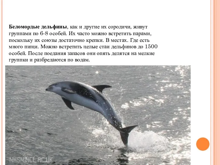 Беломордые дельфины, как и другие их сородичи, живут группами по 6-8 особей. Их
