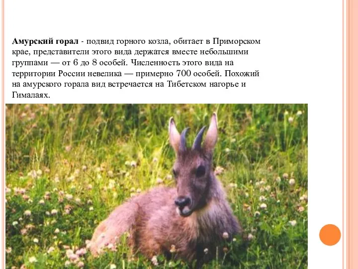 Амурский горал - подвид горного козла, обитает в Приморском крае, представители этого вида