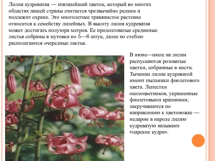 Лилия кудреватая — изящнейший цветок, который во многих областях нашей страны считается чрезвычайно