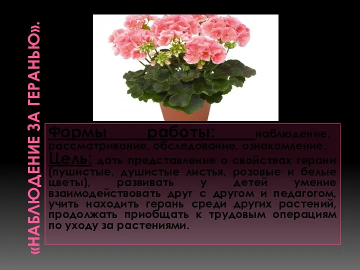 «Наблюдение за геранью». Формы работы: наблюдение, рассматривание, обследование, ознакомление. Цель: