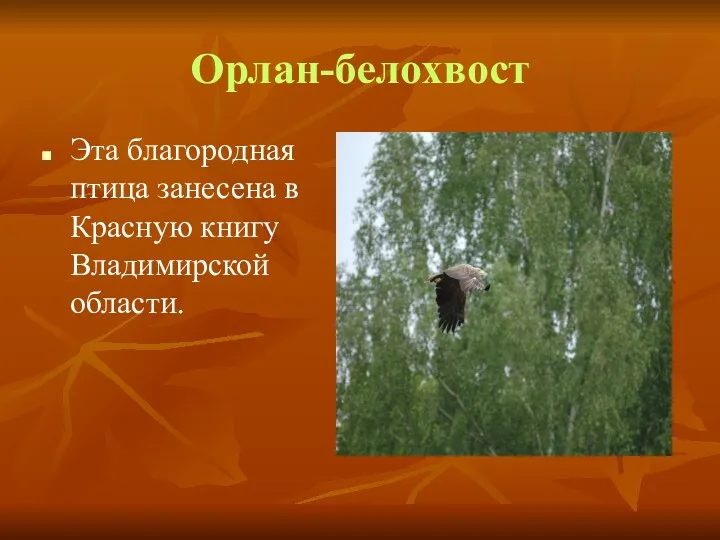 Орлан-белохвост Эта благородная птица занесена в Красную книгу Владимирской области.