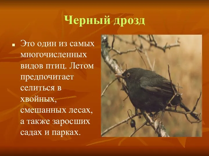 Черный дрозд Это один из самых многочисленных видов птиц. Летом предпочитает селиться в