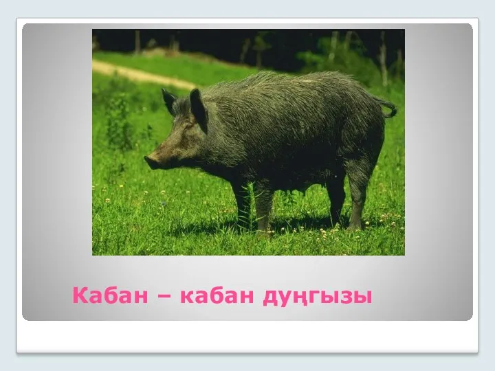 Кабан – кабан дуңгызы