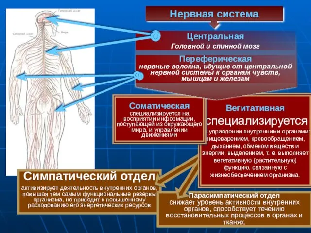 Симпатический отдел активизирует деятельность внутренних органов, повышая тем самым функциональные