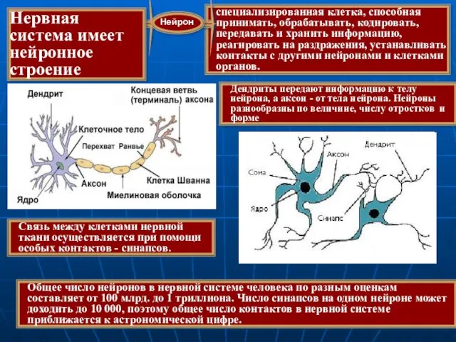 специализированная клетка, способная принимать, обрабатывать, кодировать, передавать и хранить информацию,