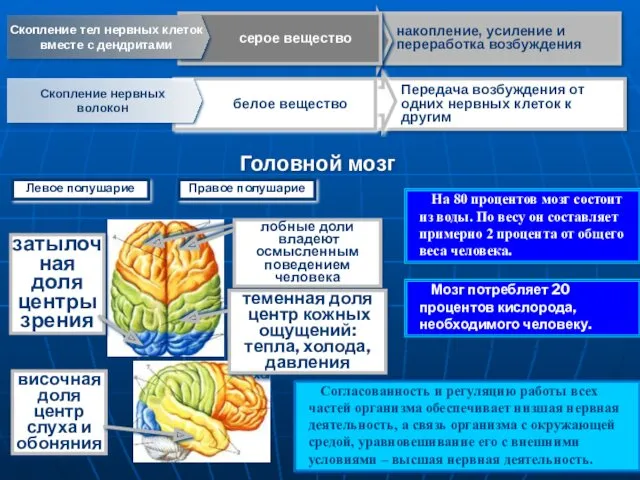 Передача возбуждения от одних нервных клеток к другим белое вещество