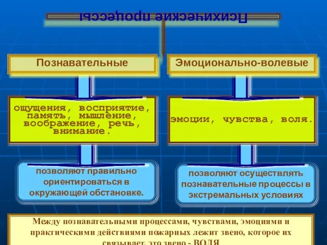 позволяют правильно ориентироваться в окружающей обстановке. позволяют осуществлять познавательные процессы