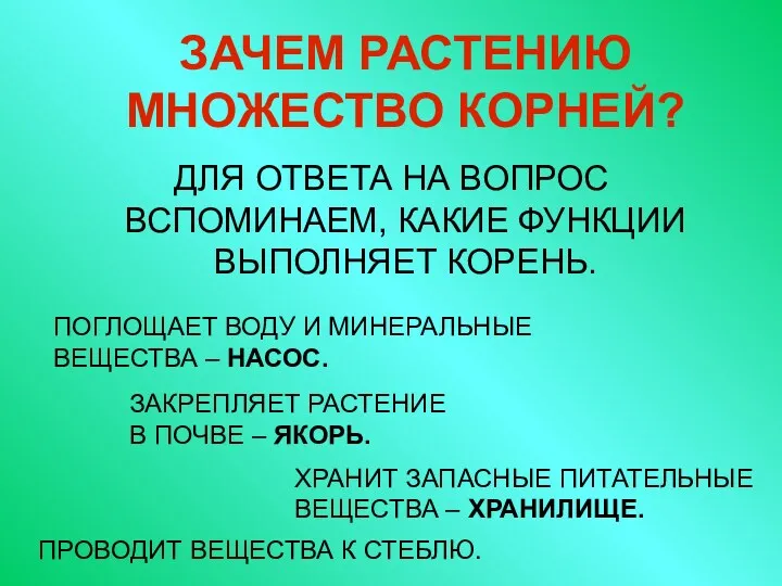 ЗАЧЕМ РАСТЕНИЮ МНОЖЕСТВО КОРНЕЙ? ДЛЯ ОТВЕТА НА ВОПРОС ВСПОМИНАЕМ, КАКИЕ ФУНКЦИИ ВЫПОЛНЯЕТ КОРЕНЬ.