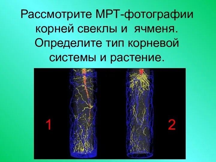 Рассмотрите МРТ-фотографии корней свеклы и ячменя. Определите тип корневой системы и растение. 1 2