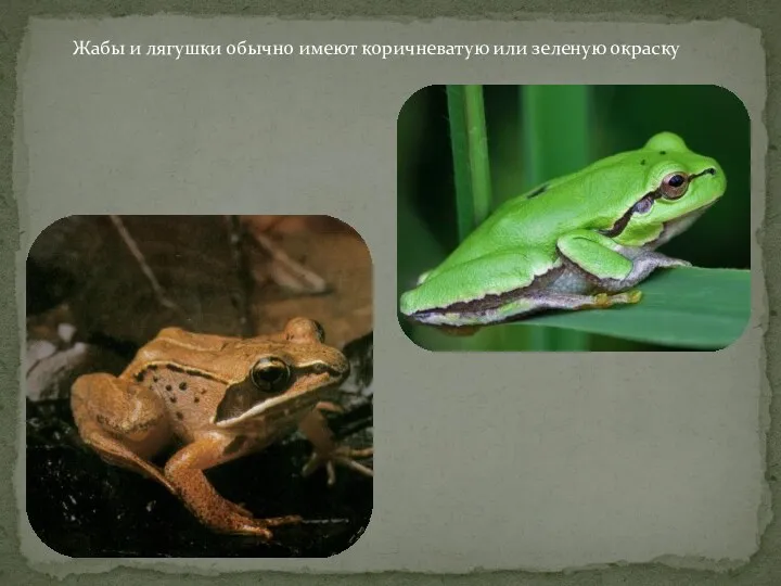 Жабы и лягушки обычно имеют коричневатую или зеленую окраску