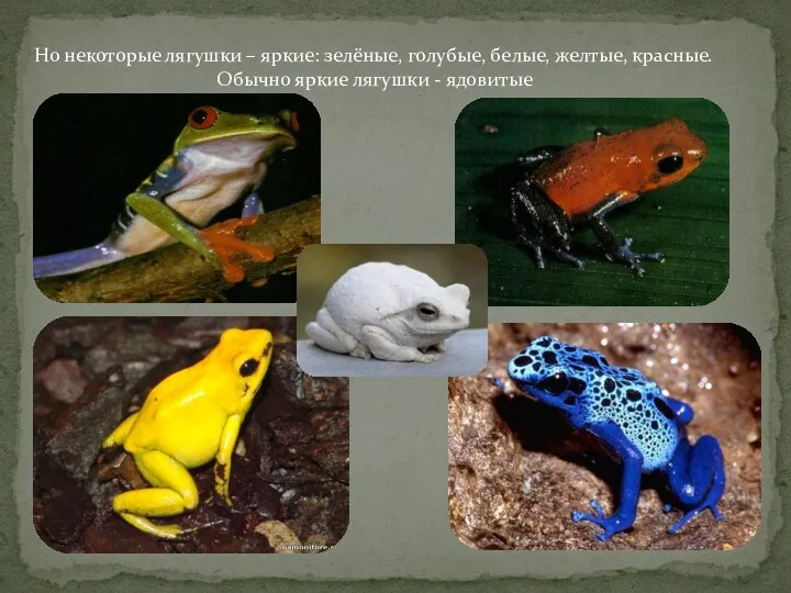 Но некоторые лягушки – яркие: зелёные, голубые, белые, желтые, красные. Обычно яркие лягушки - ядовитые