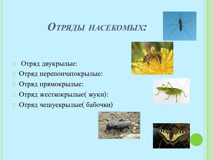 Отряды насекомых: Отряд двукрылые: Отряд перепончатокрылые: Отряд прямокрылые: Отряд жесткокрылые( жуки): Отряд чешуекрылые( бабочки)