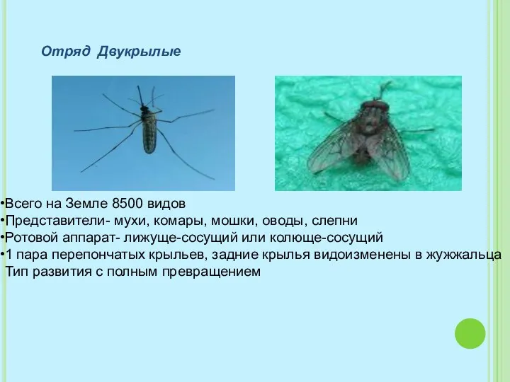 Отряд Двукрылые Всего на Земле 8500 видов Представители- мухи, комары,