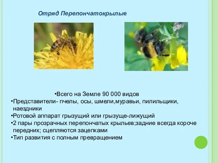 Отряд Перепончатокрылые Всего на Земле 90 000 видов Представители- пчелы,