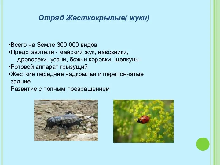 Отряд Жесткокрылые( жуки) Всего на Земле 300 000 видов Представители