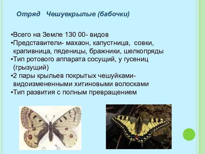 Отряд Чешуекрылые (бабочки) Всего на Земле 130 00- видов Представители-