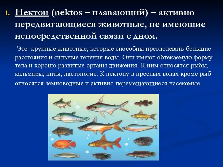 Нектон (nektos – плавающий) – активно передвигающиеся животные, не имеющие