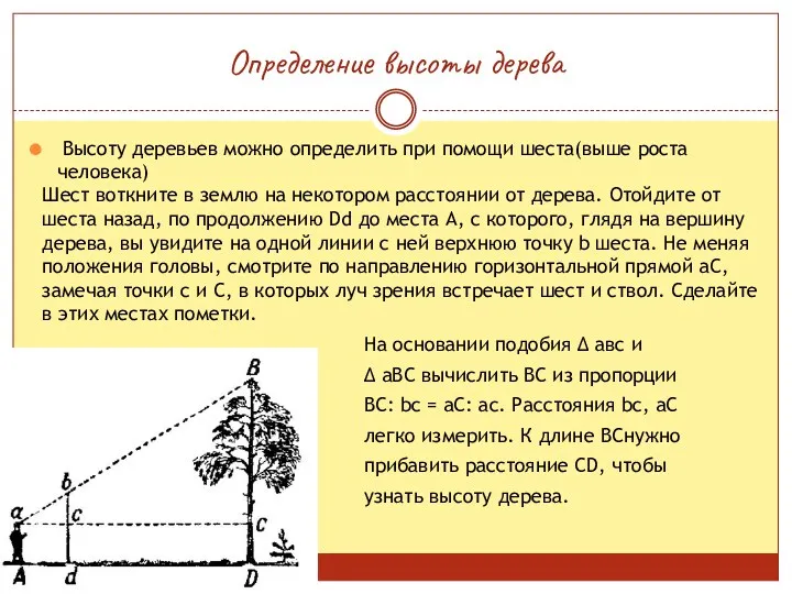 Определение высоты дерева Высоту деревьев можно определить при помощи шеста(выше роста человека) Шест