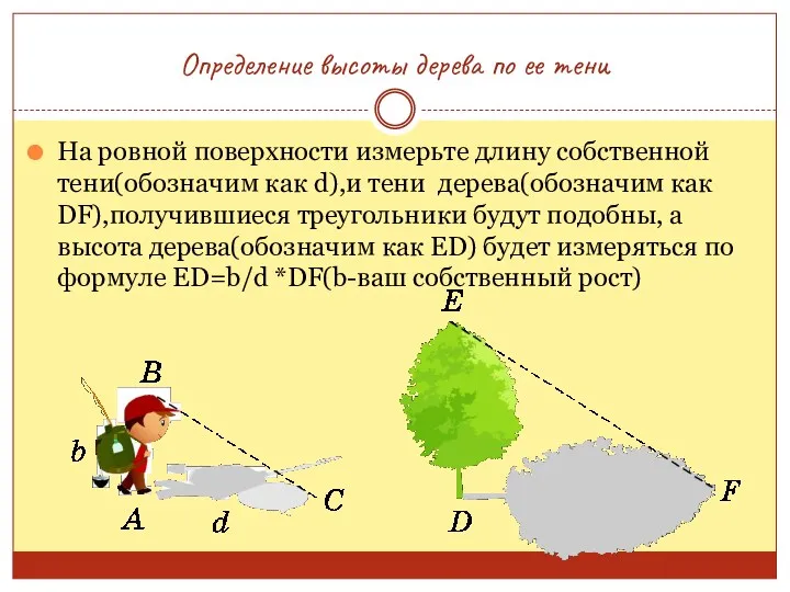 Определение высоты дерева по ее тени На ровной поверхности измерьте длину собственной тени(обозначим