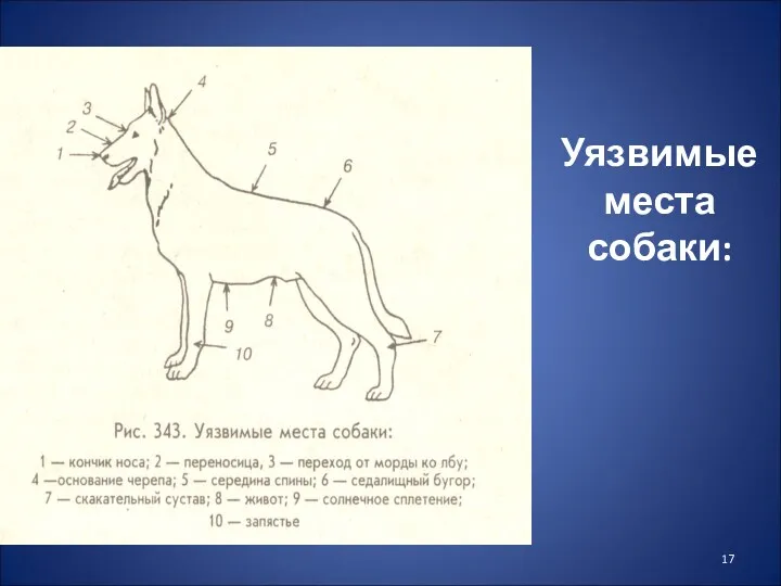 Уязвимые места собаки: