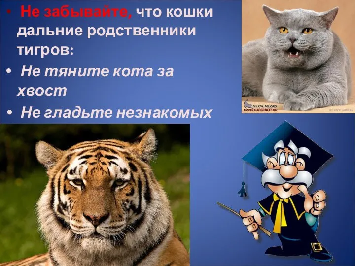 Не забывайте, что кошки дальние родственники тигров: Не тяните кота за хвост Не гладьте незнакомых кошек.