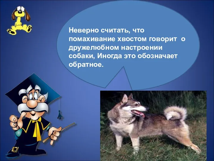 Неверно считать, что помахивание хвостом говорит о дружелюбном настроении собаки, Иногда это обозначает обратное.