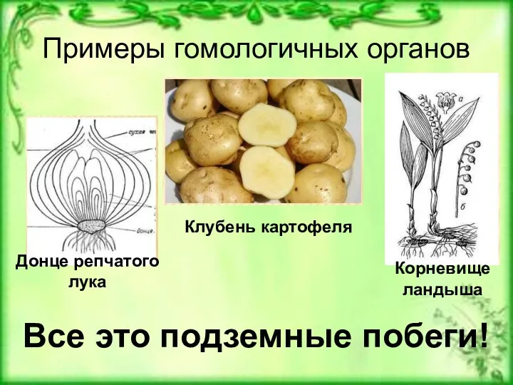 Примеры гомологичных органов Корневище ландыша Клубень картофеля Донце репчатого лука Все это подземные побеги!