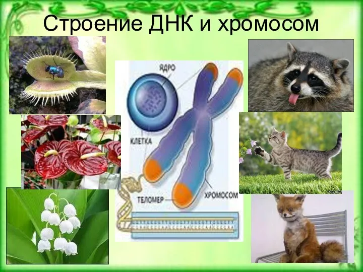 Строение ДНК и хромосом