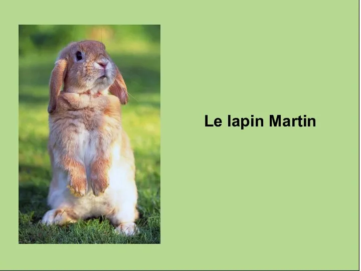 Le lapin Martin