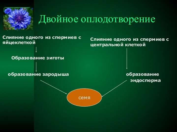 Двойное оплодотворение семя семя эндосперма Слияние одного из спермиев с